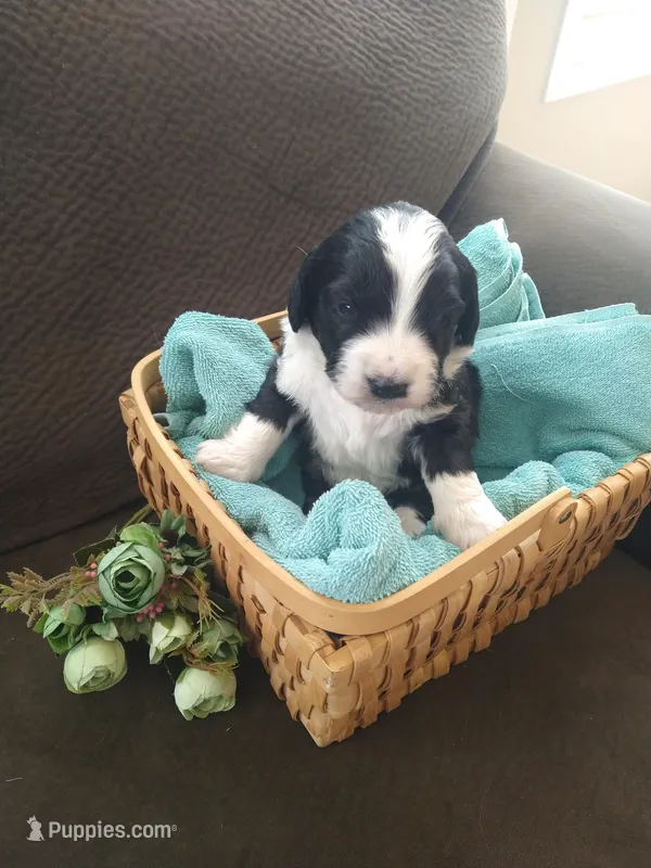 Little John – Bernedoodle puppy for sale in Colorado Springs, CO
