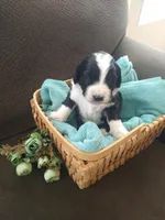Little John, a male Bernedoodle for sale in Colorado Springs, CO – Photo 1 of 4