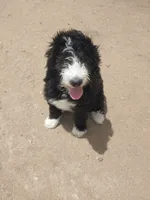 Robin Hood, a male Bernedoodle for sale in Colorado Springs, CO – 6 of 8