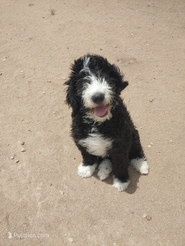 Robin Hood – Bernedoodle puppy for sale in Colorado Springs, CO