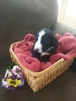 Lady of Nottingham, a female Bernedoodle for sale in Colorado Springs, CO – Photo 2 of 4
