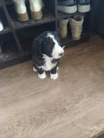 Lady of Nottingham, a female Bernedoodle for sale in Colorado Springs, CO – 6 of 8
