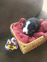 Lady of Nottingham, a female Bernedoodle for sale in Colorado Springs, CO – Photo 4 of 4