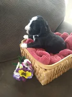 Lady of Nottingham, a female Bernedoodle for sale in Colorado Springs, CO – Photo 3 of 4