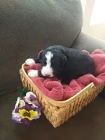 Lady of Nottingham, a female Bernedoodle for sale in Colorado Springs, CO – Photo 1 of 4