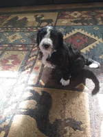 Lady of Nottingham, a female Bernedoodle for sale in Colorado Springs, CO – 4 of 8