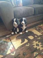 Lady of Nottingham, a female Bernedoodle for sale in Colorado Springs, CO – 8 of 8