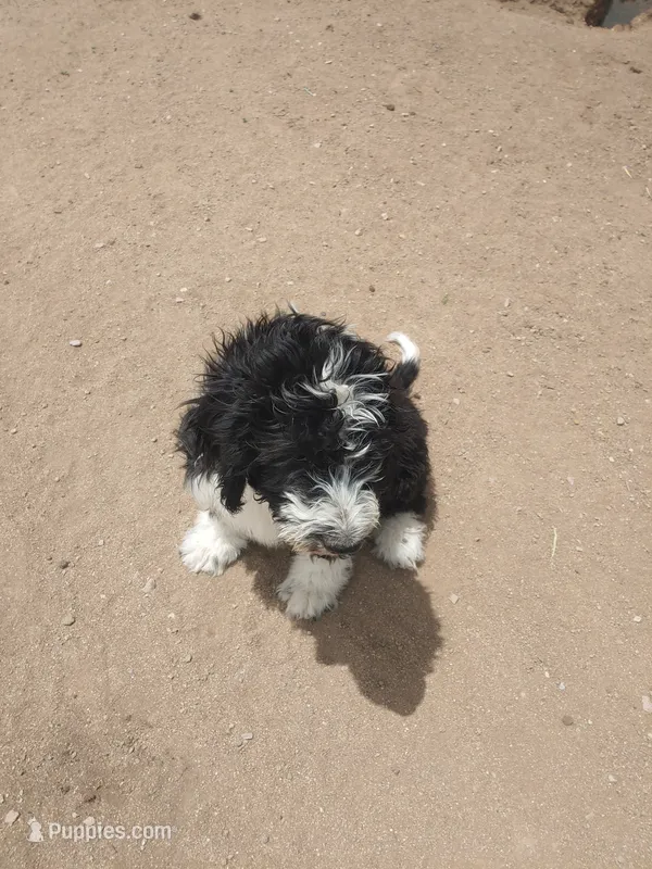 Friar Tuck – Bernedoodle puppy for sale in Colorado Springs, CO