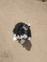 Friar Tuck, a male Bernedoodle for sale in Colorado Springs, CO – 1 of 6