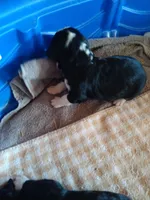 Bernie girl, a female Bernedoodle for sale in Colorado Springs, CO – Photo 2 of 2