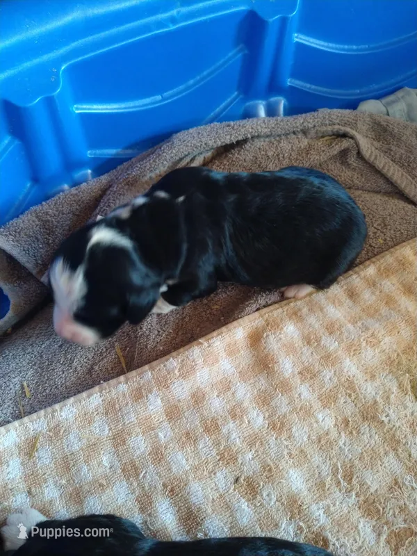 Bernie girl – Bernedoodle puppy for sale in Colorado Springs, CO