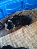 Bernie girl, a female Bernedoodle for sale in Colorado Springs, CO – Photo 1 of 2