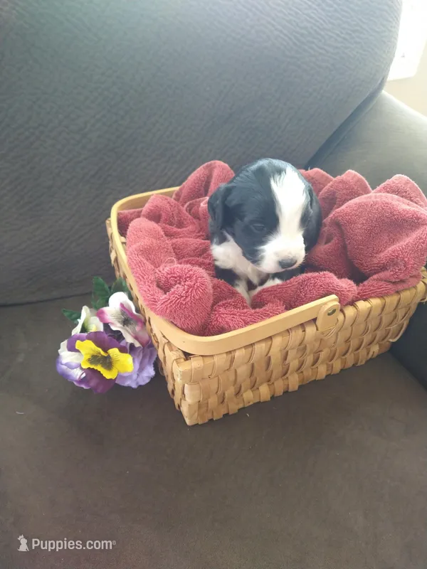 Bernie girl – Bernese Mountain Dog, Poodle - Standard  puppy for sale in Colorado Springs, CO