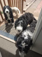 Bernie girl, a female Bernese Mountain Dog and Poodle - Standard  for sale in Colorado Springs, CO – 7 of 7