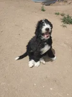 Robin Hood, a male Bernedoodle for sale in Colorado Springs, CO – 8 of 8