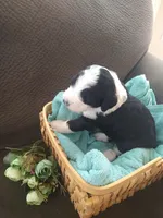 Friar Tuck, a male Bernedoodle for sale in Colorado Springs, CO – Photo 3 of 4