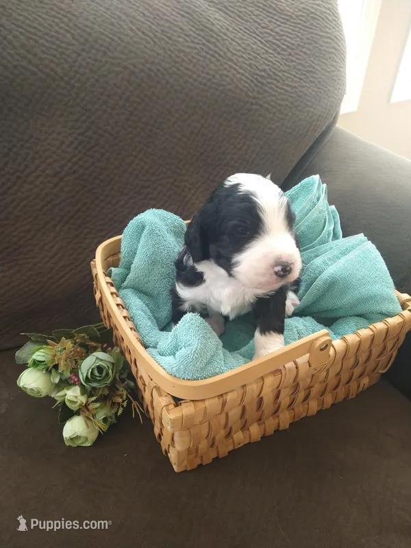 Friar Tuck – Bernedoodle puppy for sale in Colorado Springs, CO