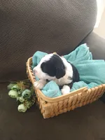 Friar Tuck, a male Bernedoodle for sale in Colorado Springs, CO – Photo 4 of 4