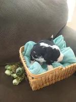 Friar Tuck, a male Bernedoodle for sale in Colorado Springs, CO – Photo 2 of 4