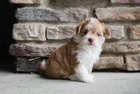 Molly, a female Havanese for sale in Yankton, SD – 2 of 4