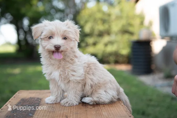 Aria – Havanese puppy for sale in Yankton, SD
