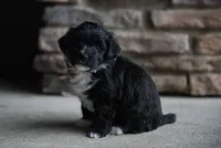 Jack, a male Havanese for sale in Yankton, SD – 2 of 3