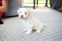 Lucy, a female Havanese for sale in Yankton, SD – 3 of 5