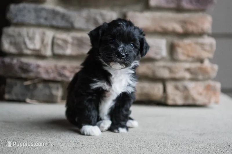 Jack – Havanese puppy for sale in Yankton, SD