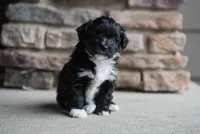 Jack, a male Havanese for sale in Yankton, SD – 1 of 3