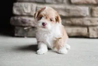 Molly, a female Havanese for sale in Yankton, SD – 4 of 4