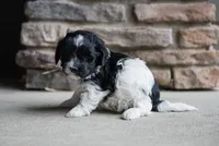 Charlie, a male Havanese for sale in Yankton, SD – 4 of 4