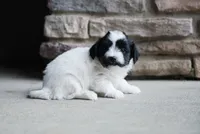 Harper, a female Havanese for sale in Yankton, SD – 4 of 4