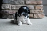 Charlie, a male Havanese for sale in Yankton, SD – 1 of 4