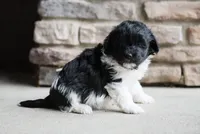 Bailey, a female Havanese for sale in Yankton, SD – 3 of 3