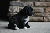 Jack, a male Havanese for sale in Yankton, SD – 3 of 3