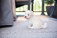 Jack, a male Havanese for sale in Yankton, SD – 6 of 6
