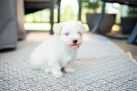 Jack, a male Havanese for sale in Yankton, SD – 3 of 6