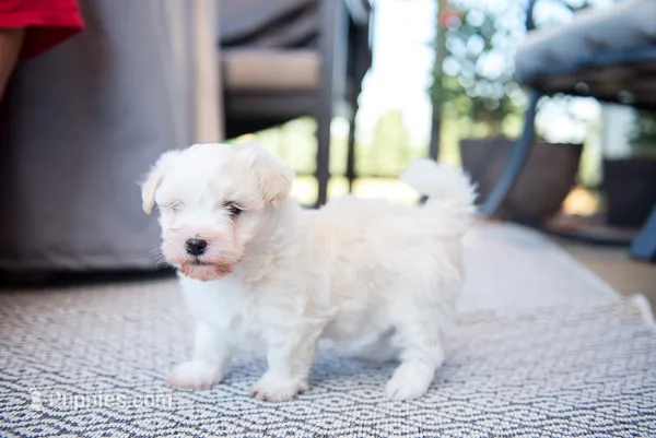 Jack – Havanese puppy for sale in Yankton, SD