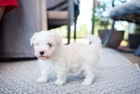 Jack, a male Havanese for sale in Yankton, SD – 1 of 6