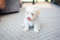 Lucy, a female Havanese for sale in Yankton, SD – 5 of 5