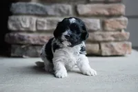 Charlie, a male Havanese for sale in Yankton, SD – 3 of 4