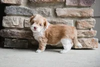 Molly, a female Havanese for sale in Yankton, SD – 3 of 4