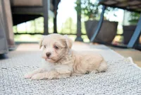 Aria, a female Havanese for sale in Yankton, SD – 1 of 3