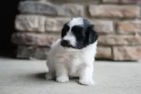 Harper, a female Havanese for sale in Yankton, SD – 2 of 4