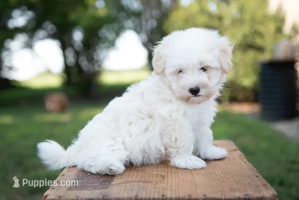 Jack – Havanese puppy for sale in Yankton, SD