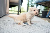 Aria, a female Havanese for sale in Yankton, SD – 3 of 3