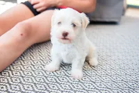 Lucy, a female Havanese for sale in Yankton, SD – 4 of 5