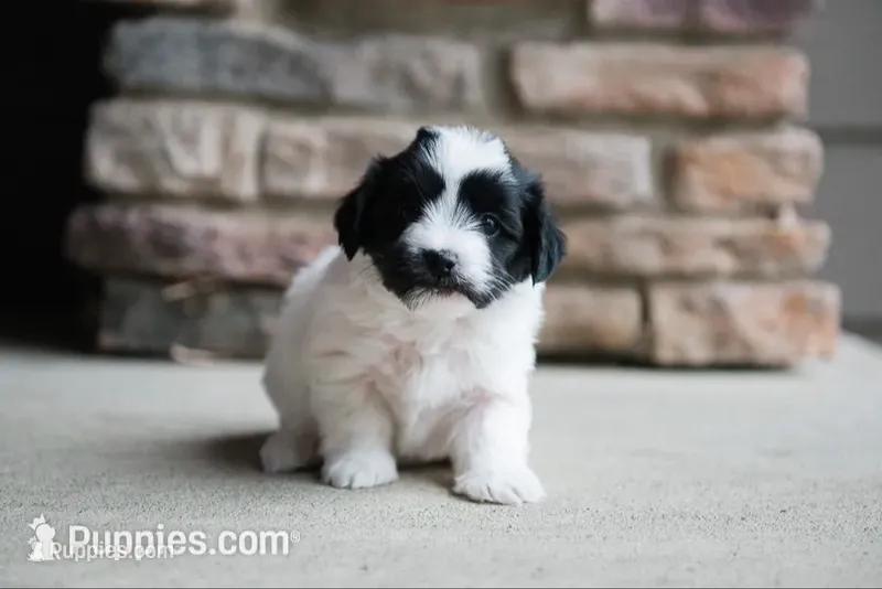 Harper – Havanese puppy for sale in Yankton, SD