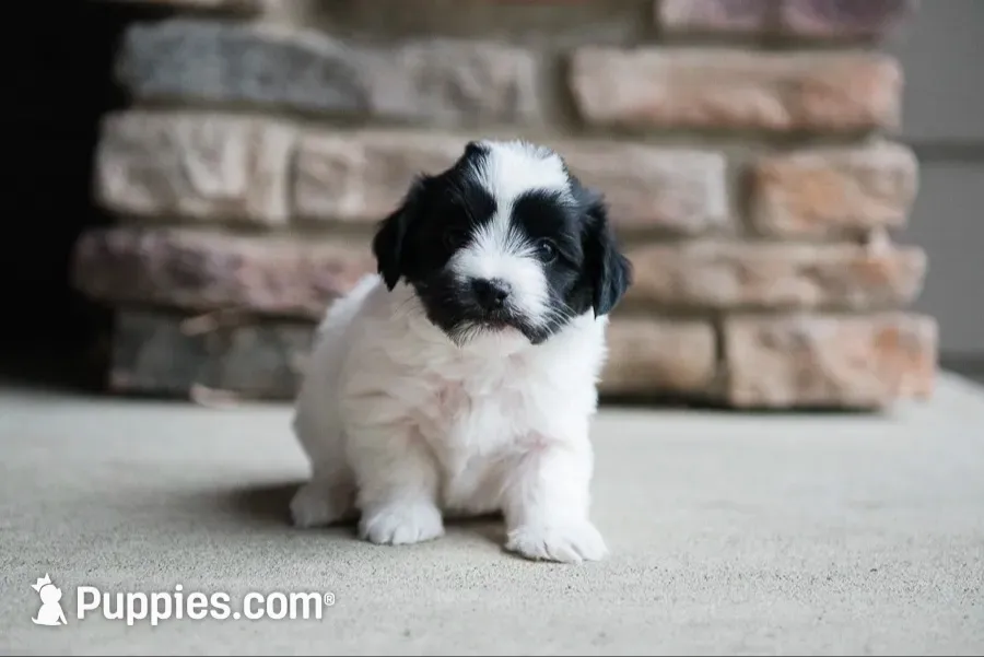 Harper, a female Havanese for sale in Yankton, SD – 1 of 4