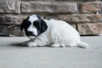 Harper, a female Havanese for sale in Yankton, SD – 3 of 4